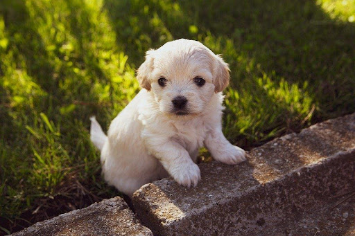 What Are The Smallest Dog Breeds?