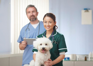 The Future of Veterinary Care: Exploring the Relevance of Vet On-Demand Applications
